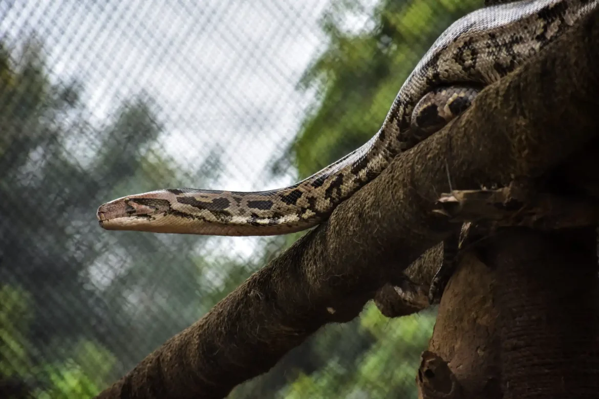 Snake Dehradun Zoo