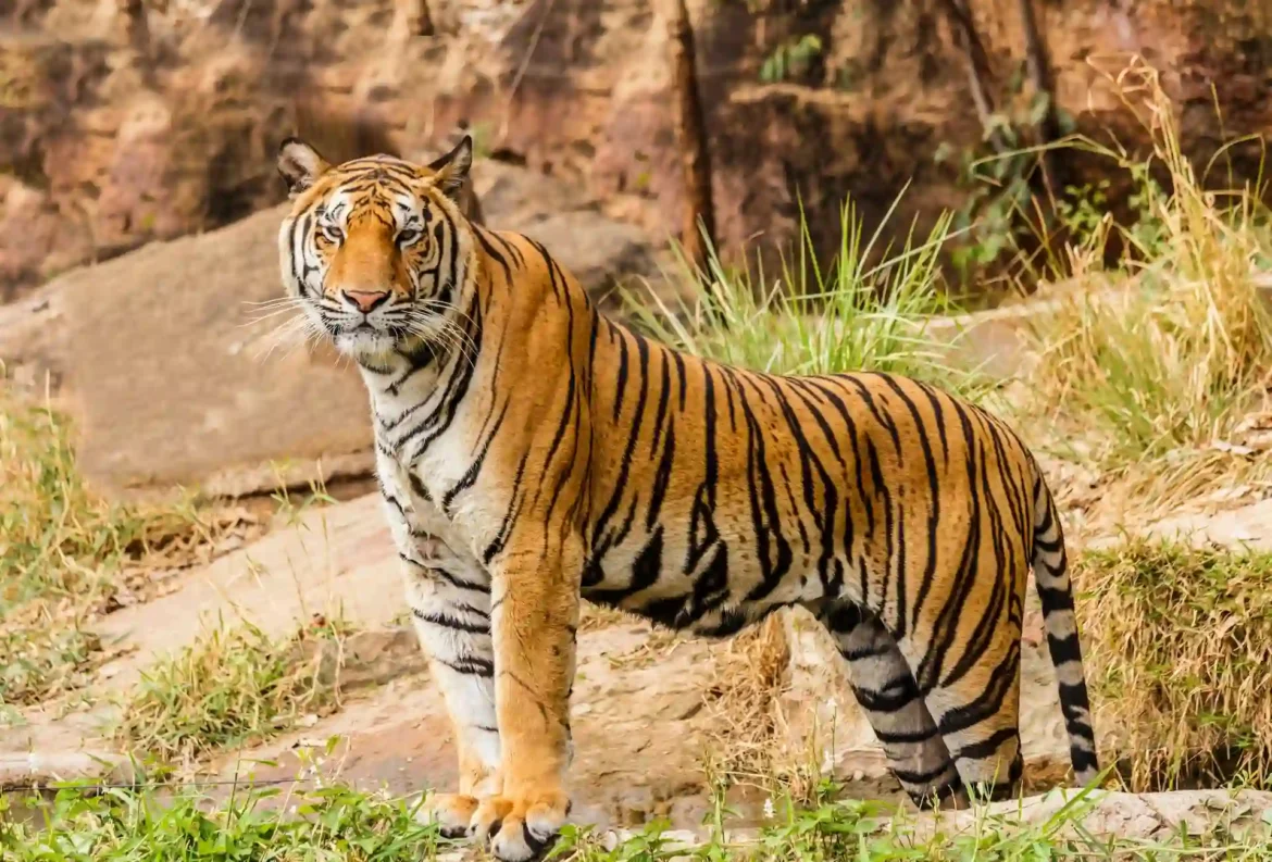 Tiger in national park