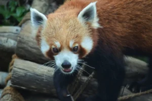 nainital zoo