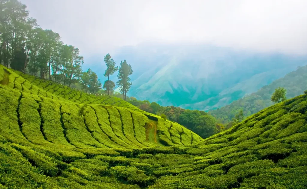 munnar kerala tourism
